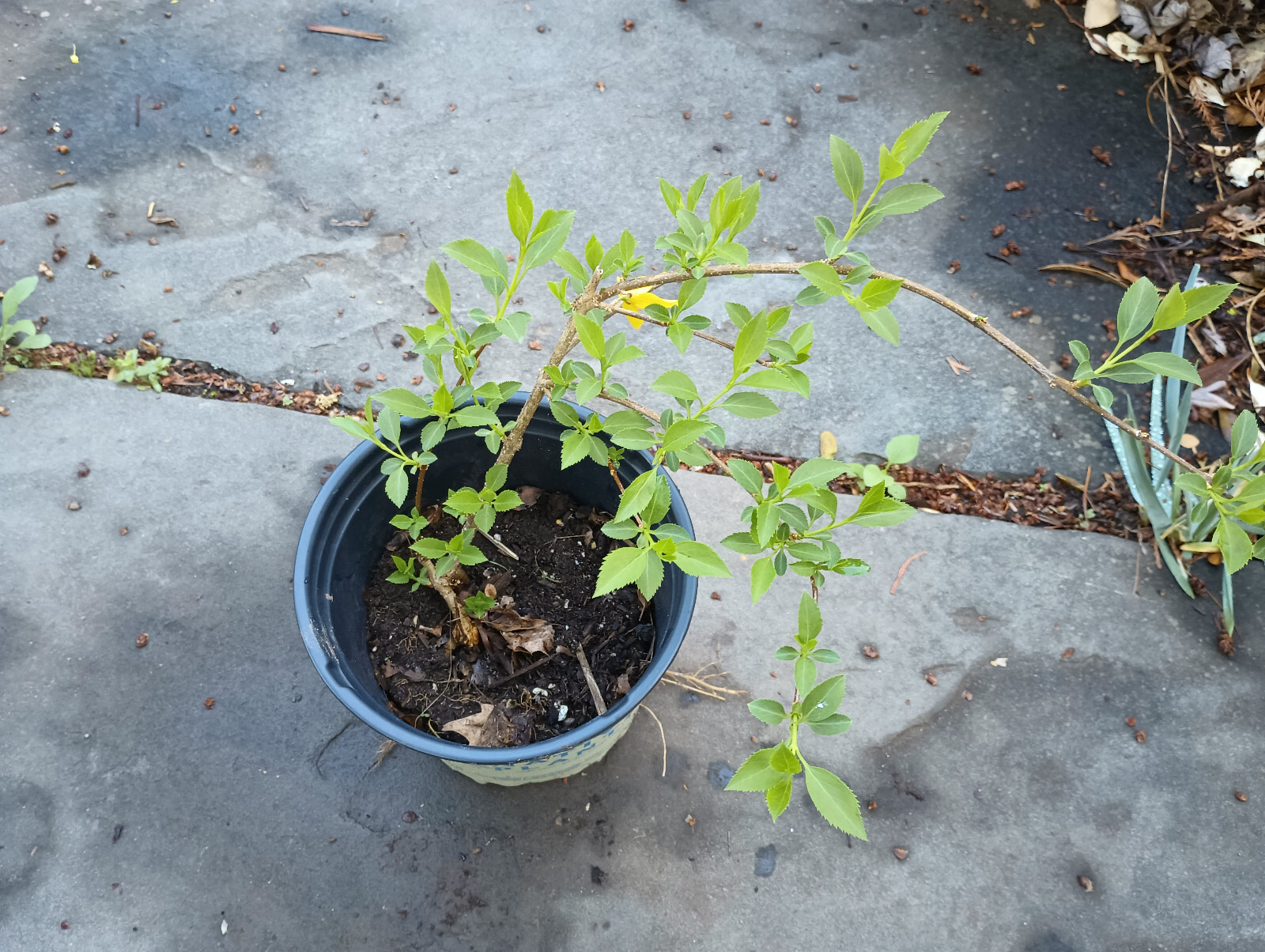 Forsythia shrub Starter plant 1 gallon size nursery pot