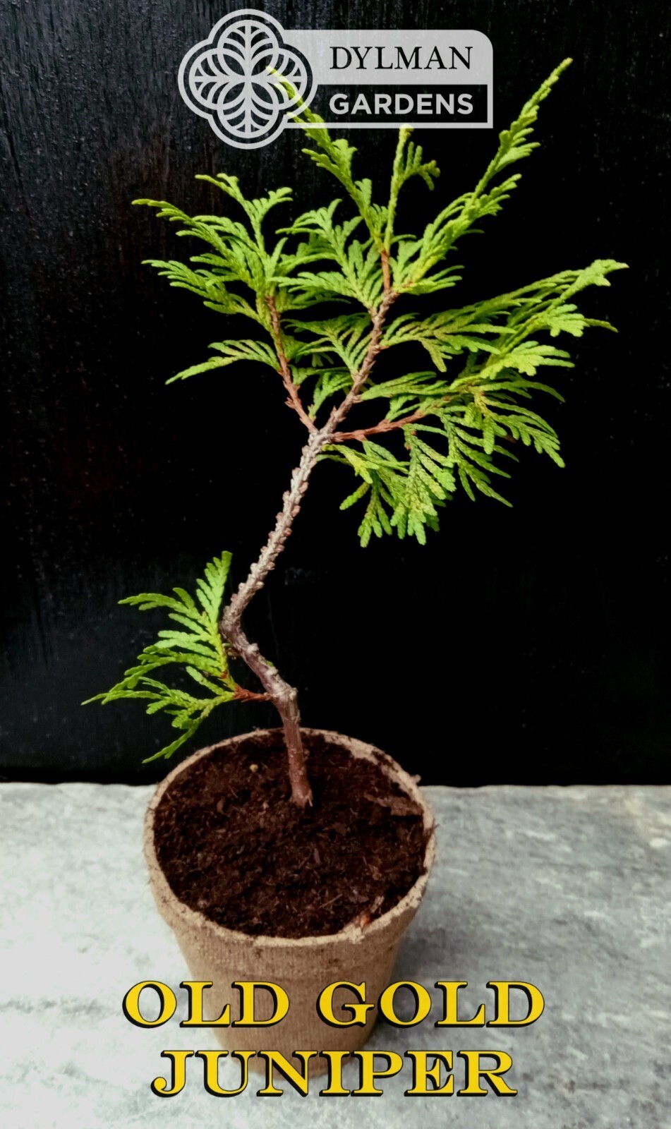 Old Gold Juniper – Juniperus chinensis ‘Old Gold’ – Live Plant – 6 to 8 inches