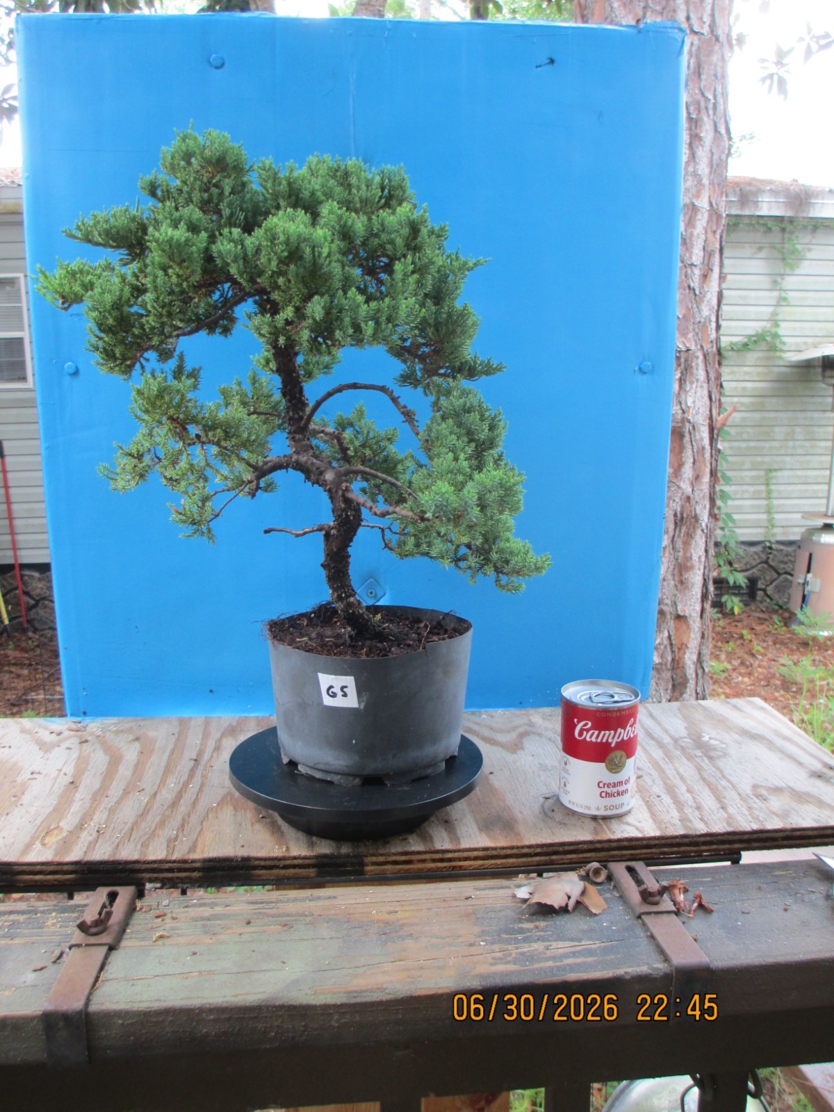 SPECIMEN BONSAI TREE JUNIPER PROCUMBENS NANA/G5
