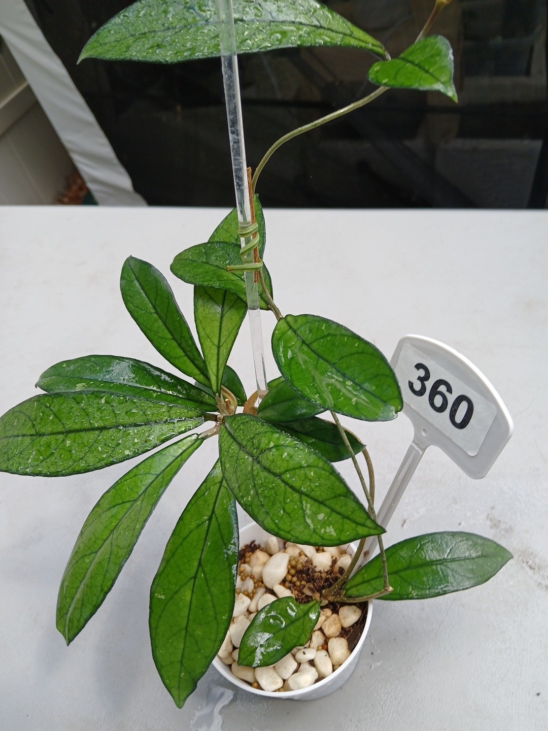 #360- Hoya CRASSIPETIOLATA Green LIVE PLANT,