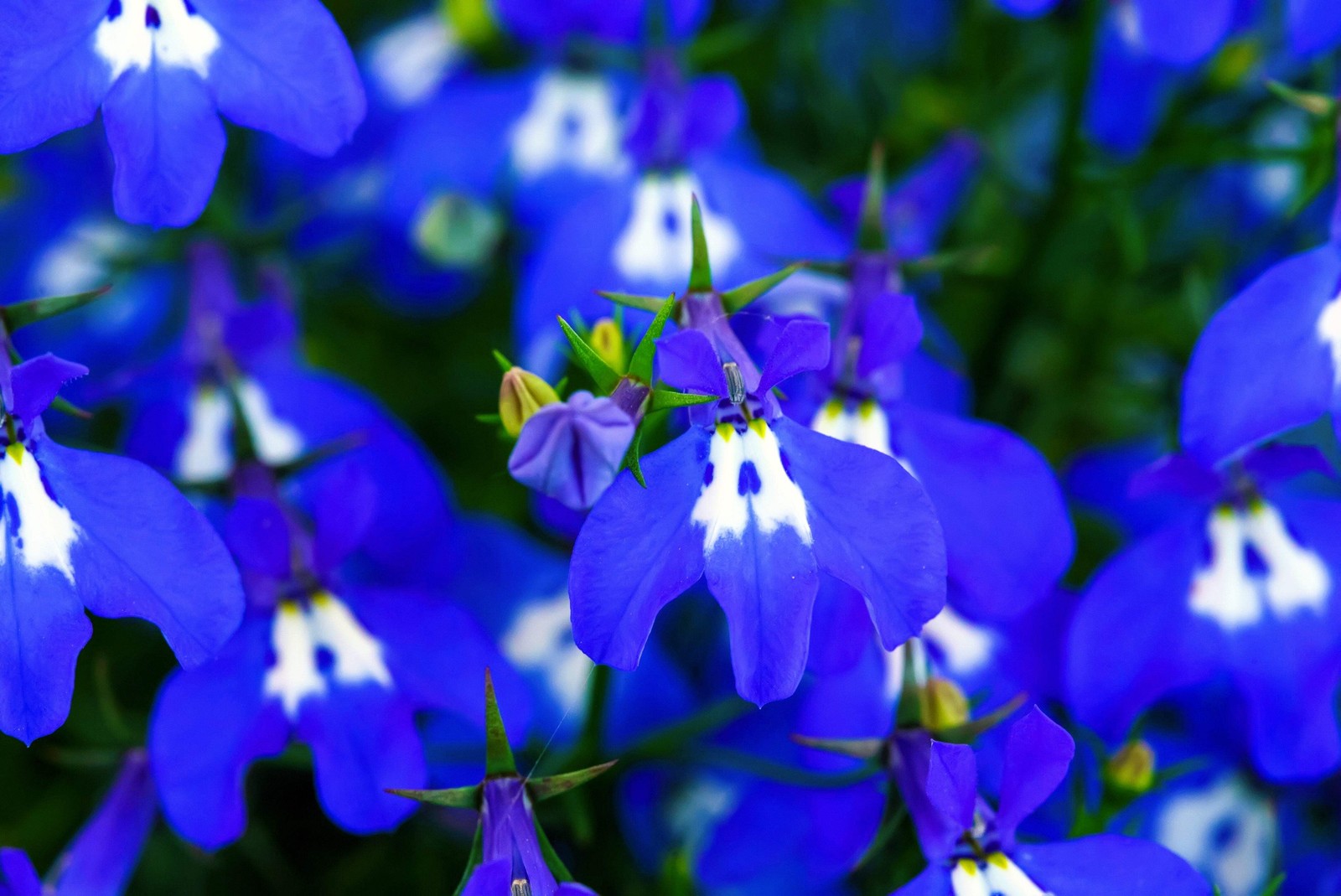 200 BLUE & WHITE HALF MOON LOBELIA Erinus Flower Seeds *Comb S/H