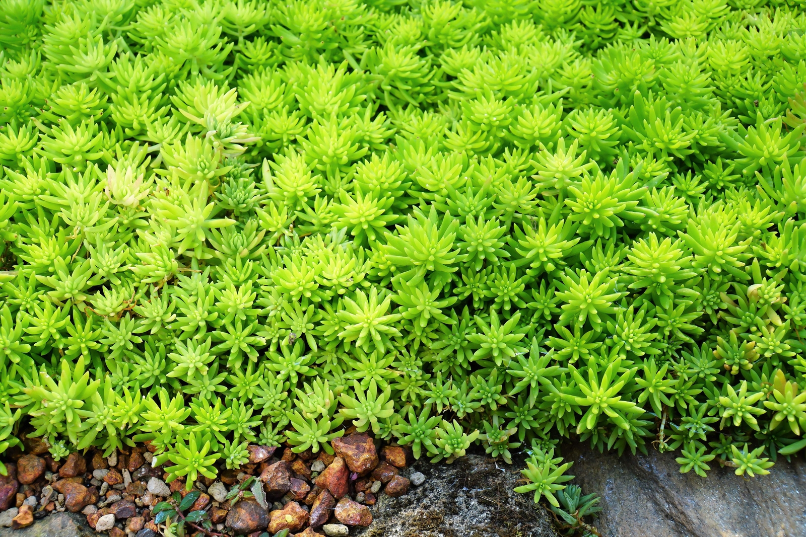 25 SPANISH STONECROP / SEDUM HISPANICUM Groundcover Flower Seeds *Comb S/H