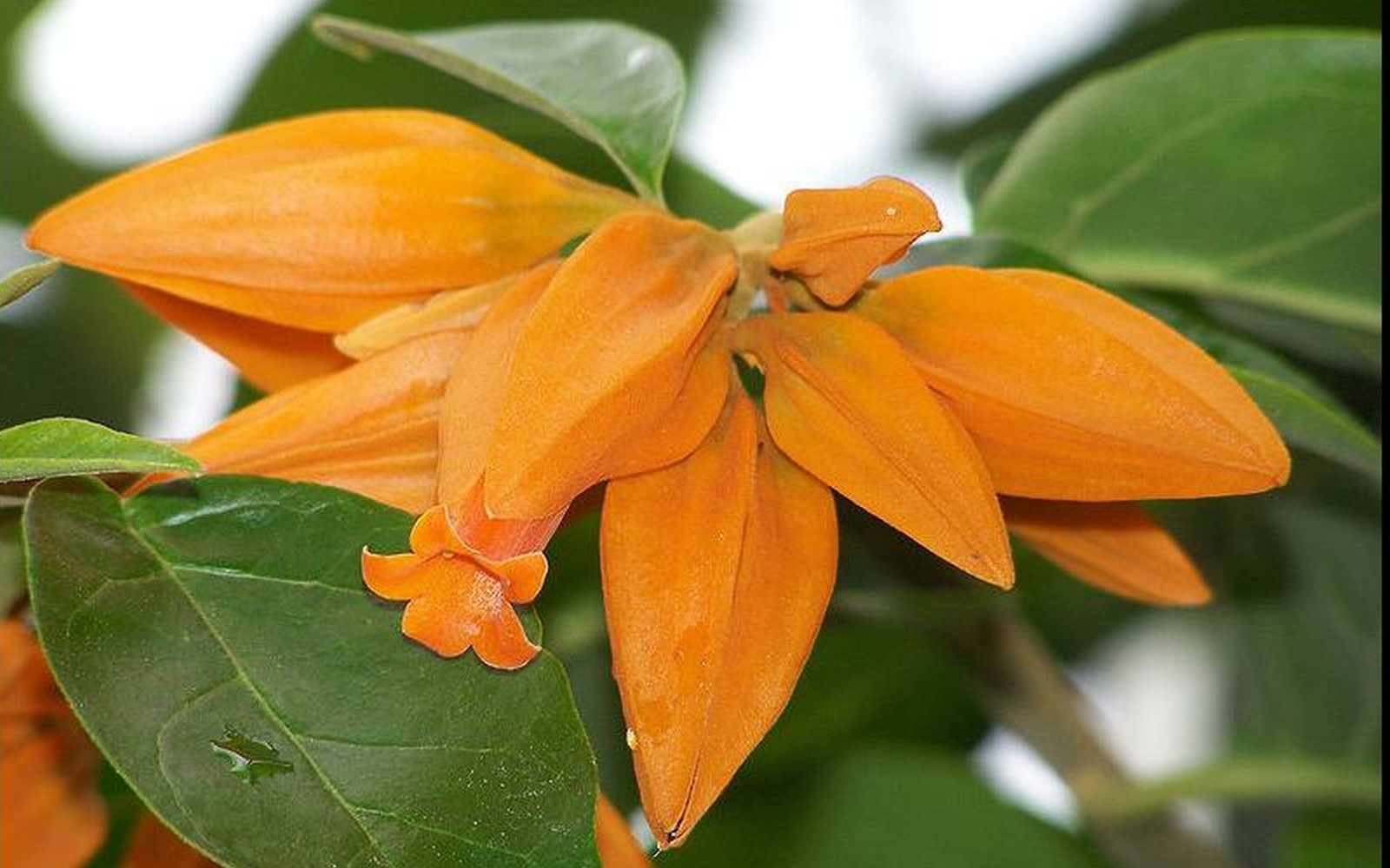 JUANULLOA Gold Finger Bush Vine Plant Rare Tropical Orange Flower Hummingbird