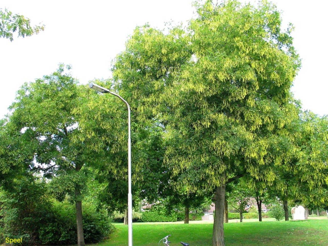 Japanese Pagoda, Sophora japonica, Tree Seeds