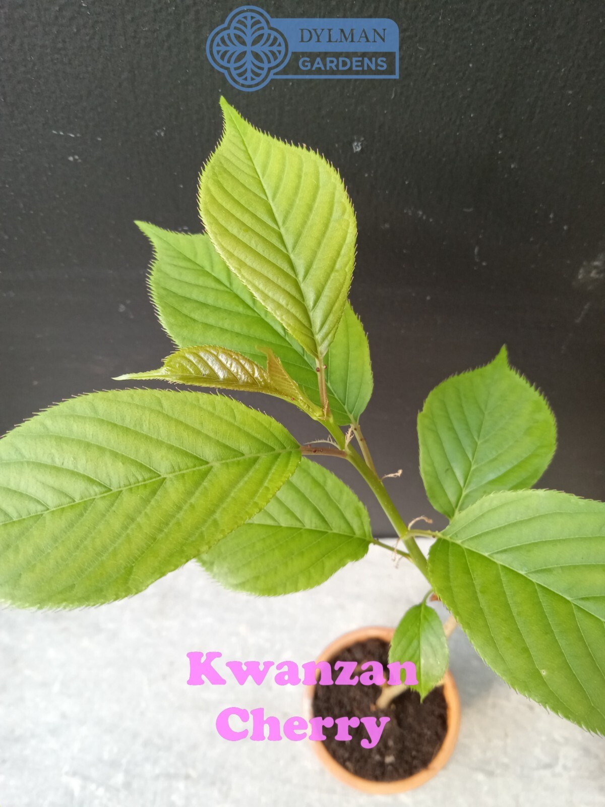 Kwanzan Cherry Tree (Prunus serrulata ‘Kwanzan’) Ornamental – Multiple Sizes