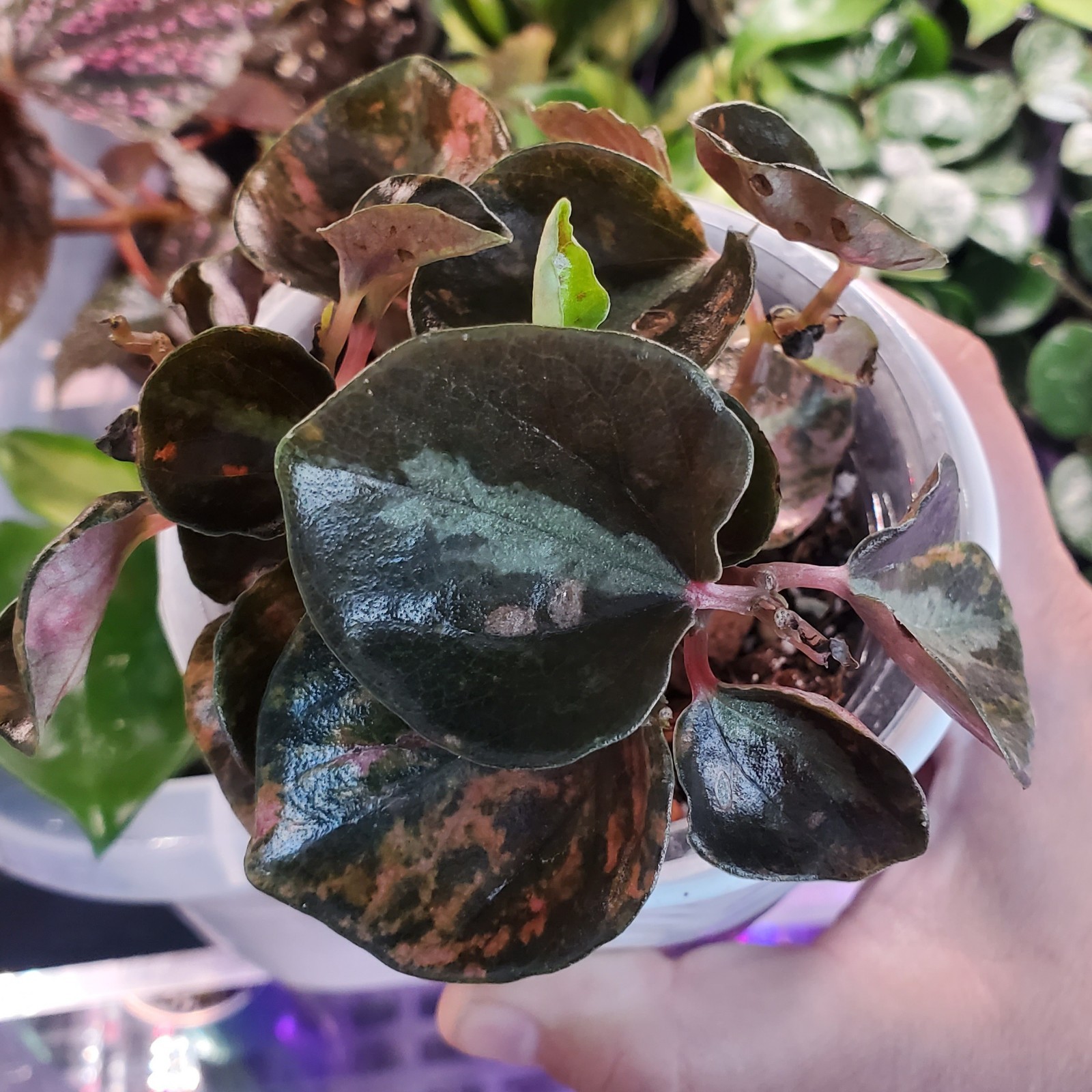 Peperomia Creme Brulee Metallic Orange Houseplant 3″ pot