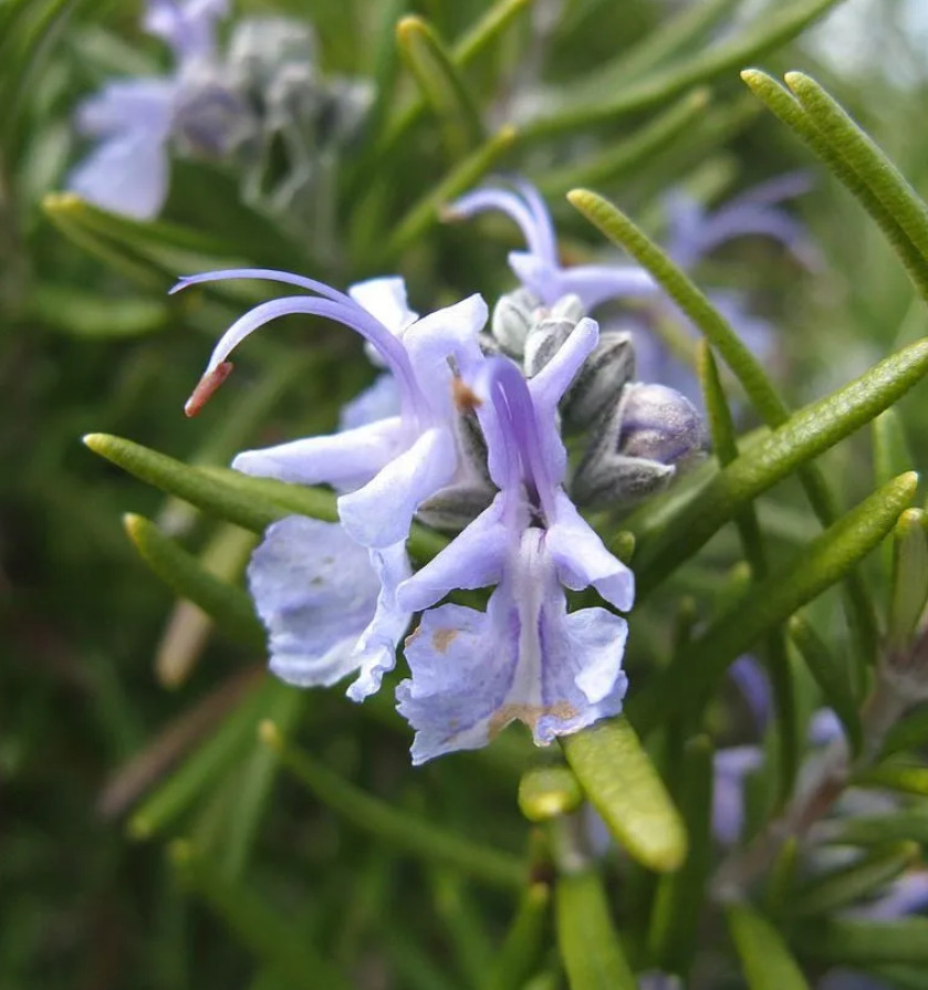 3 Tuscan Blue Rosemary Plants Live, 3–5″Tall, Evergreen Garden Herb, Ship No Pot