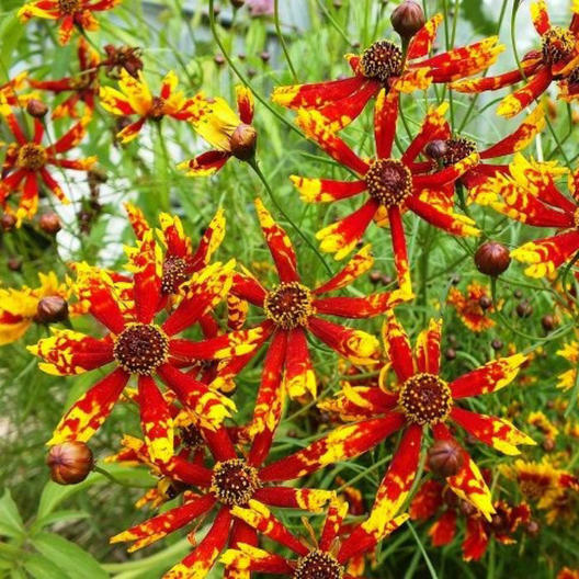 Coreopsis RADIANA TIGRINA Dwarf 12″ Deer/Rabbit Resistant Non-GMO 200 Seeds