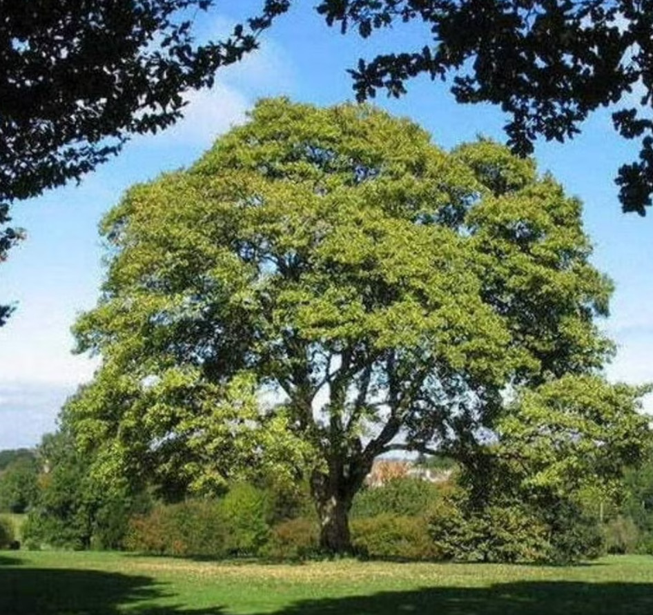 Live American Sycamore Plant – Quart Pot – AK:Bareroot Oct–May –No Ship PR, HI