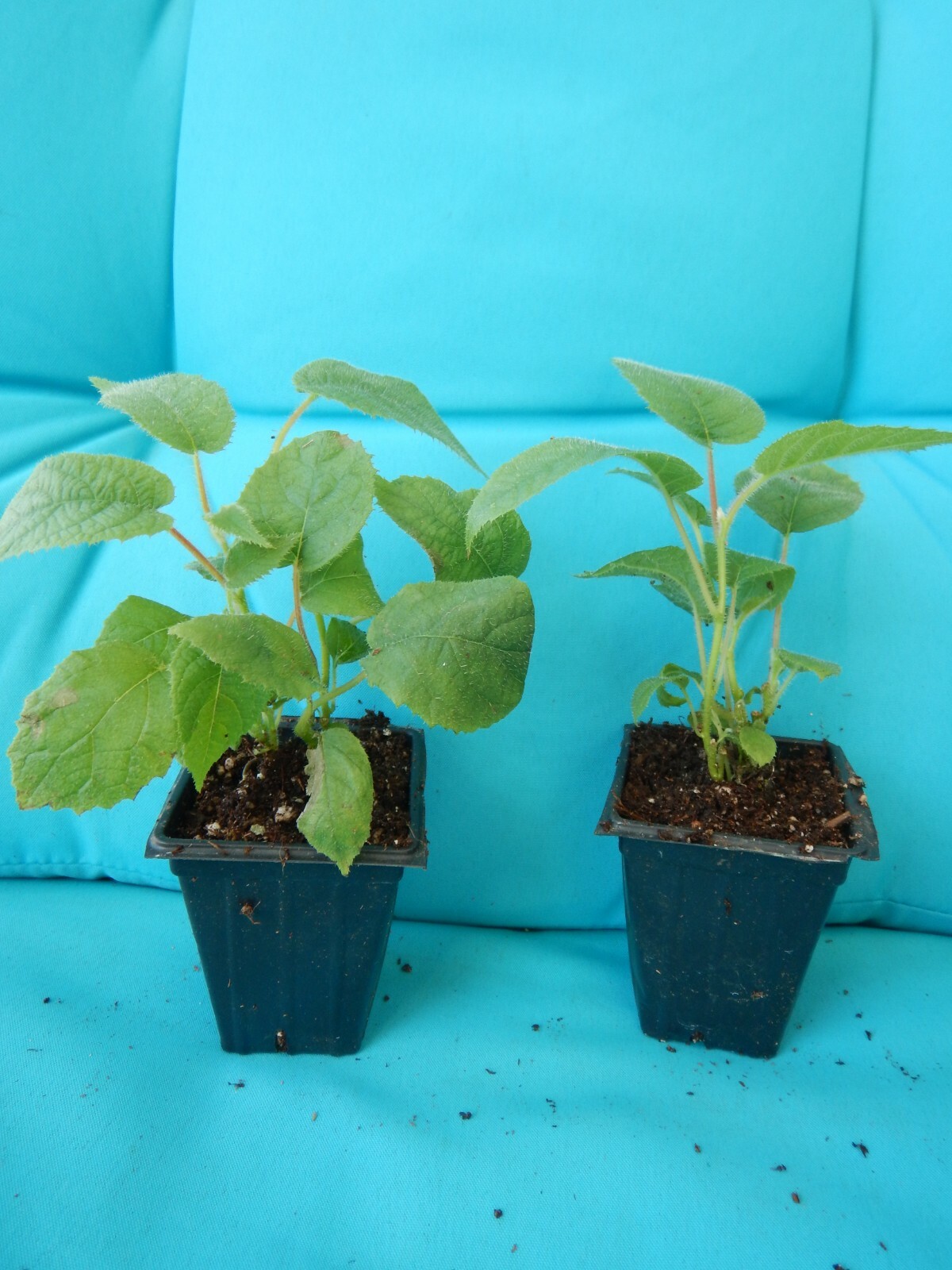 Issai Self Fertile Kiwi Vine Live Starter Plant – Actinidia chinensis
