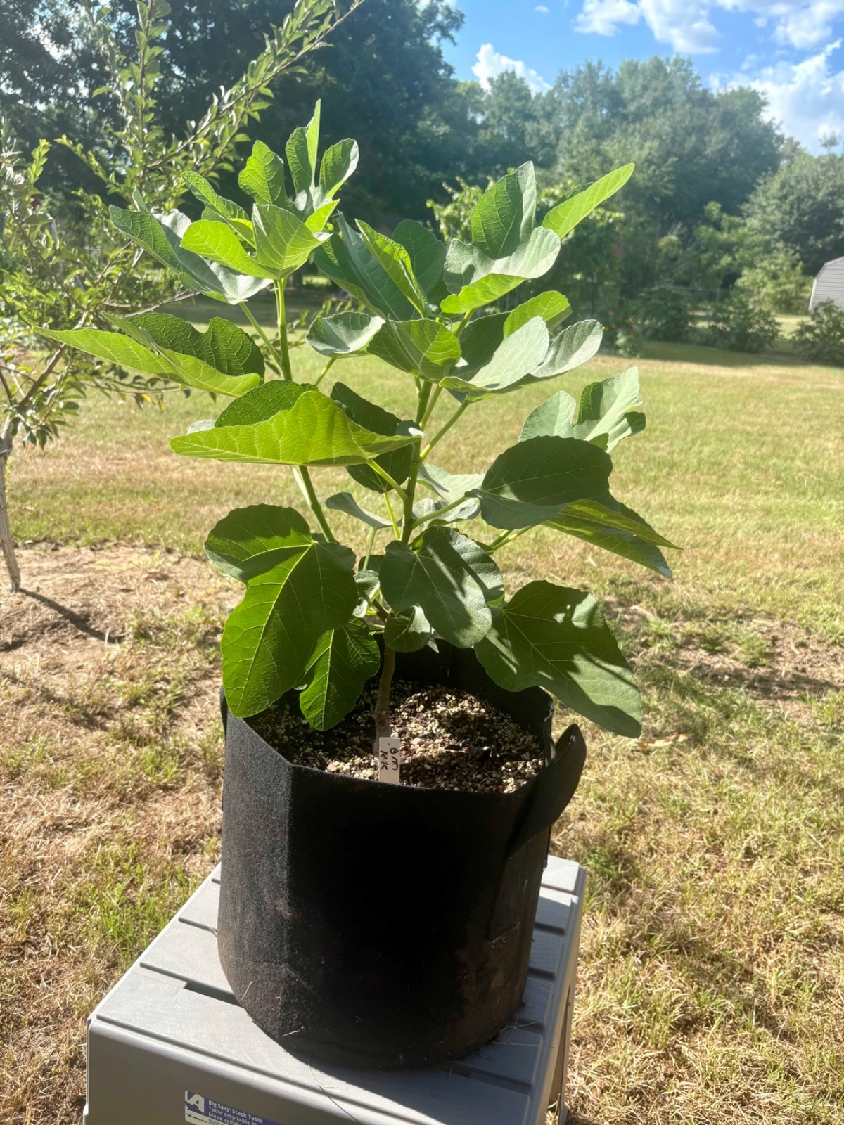 Black Madeira KK Fig Tree – Well Rooted Plant 2 Feet Tall No Shipping to CA & AZ