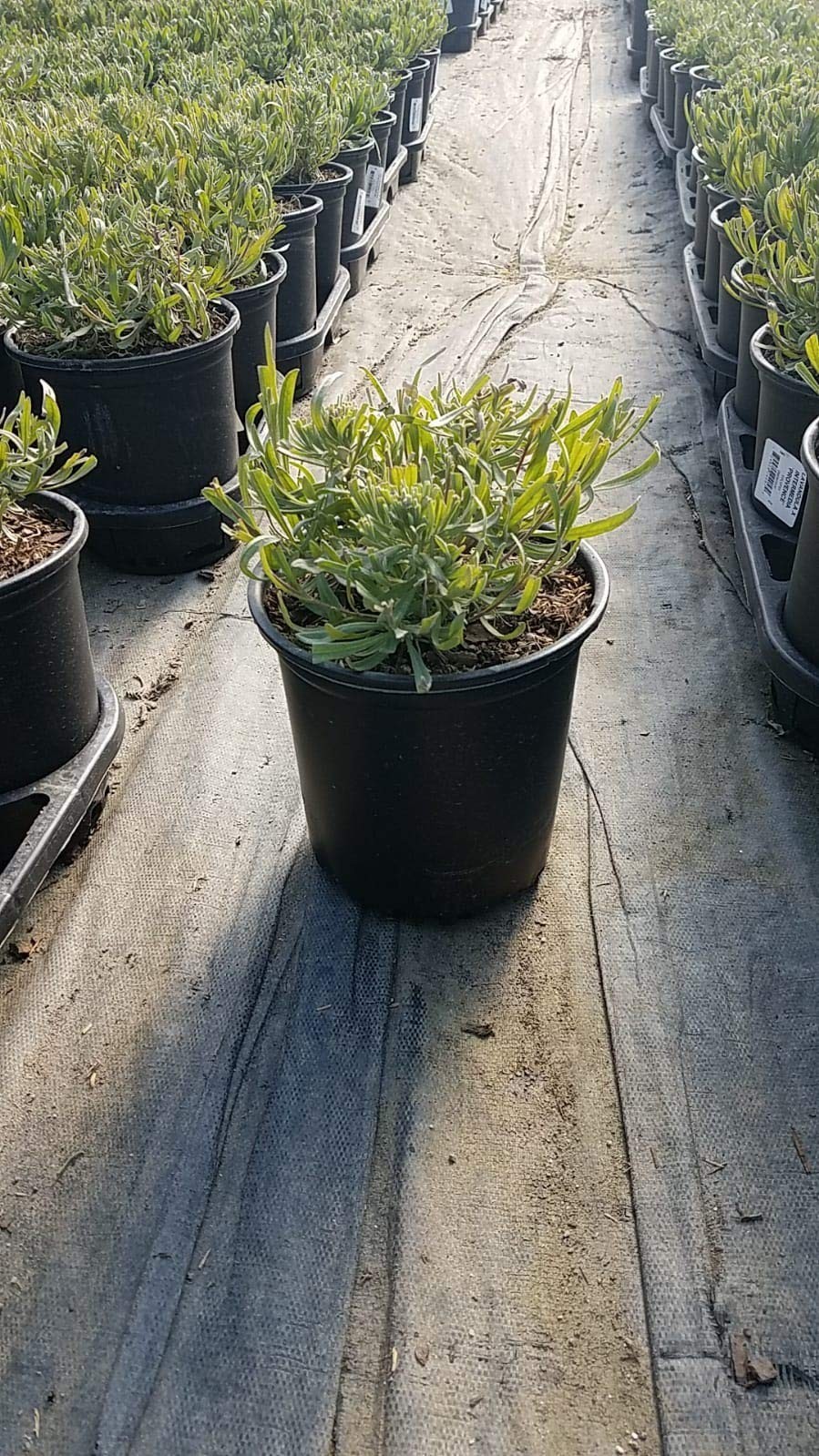 Green Promise Farms Lavandula X Intermedia Provence Lavender Perennial Lavender