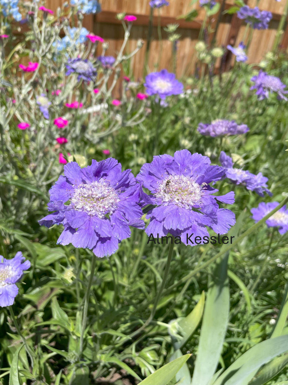 20 seeds Scabiosa Fama Deep Blue Perennial +gift attracts pollinators