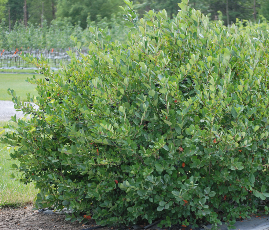 Black Chokeberry Live Plant – 9-12″ Tall – Ornamental and Fruit Shrub for Landsc
