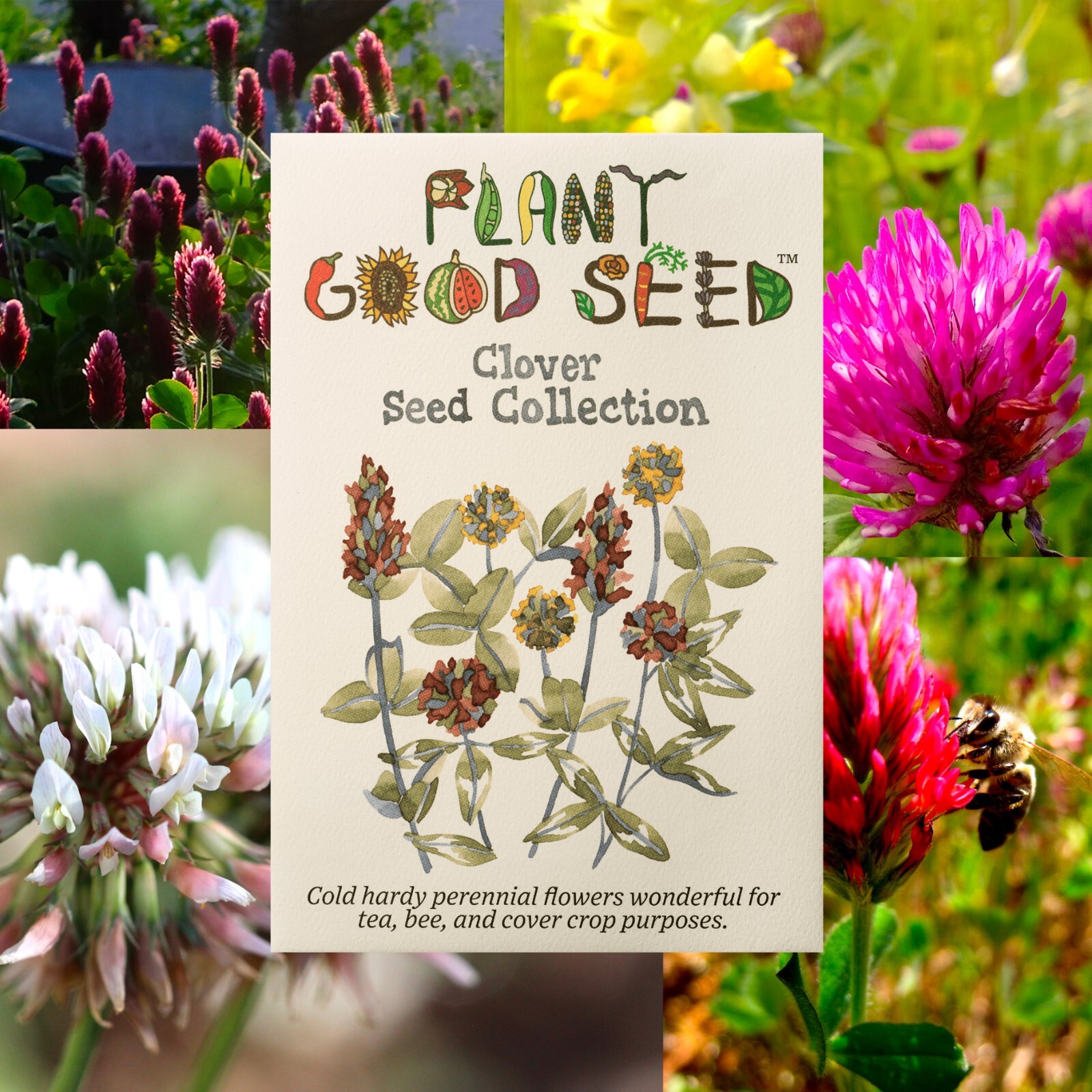 Clover Seed Collection – White Micro Clover, Crimson Clover, Red Clover, Organic