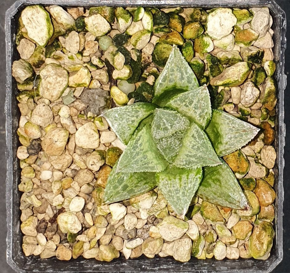 HW198 Haworthia ‘Sasameyuki’ 「細 雪」, Phyto available