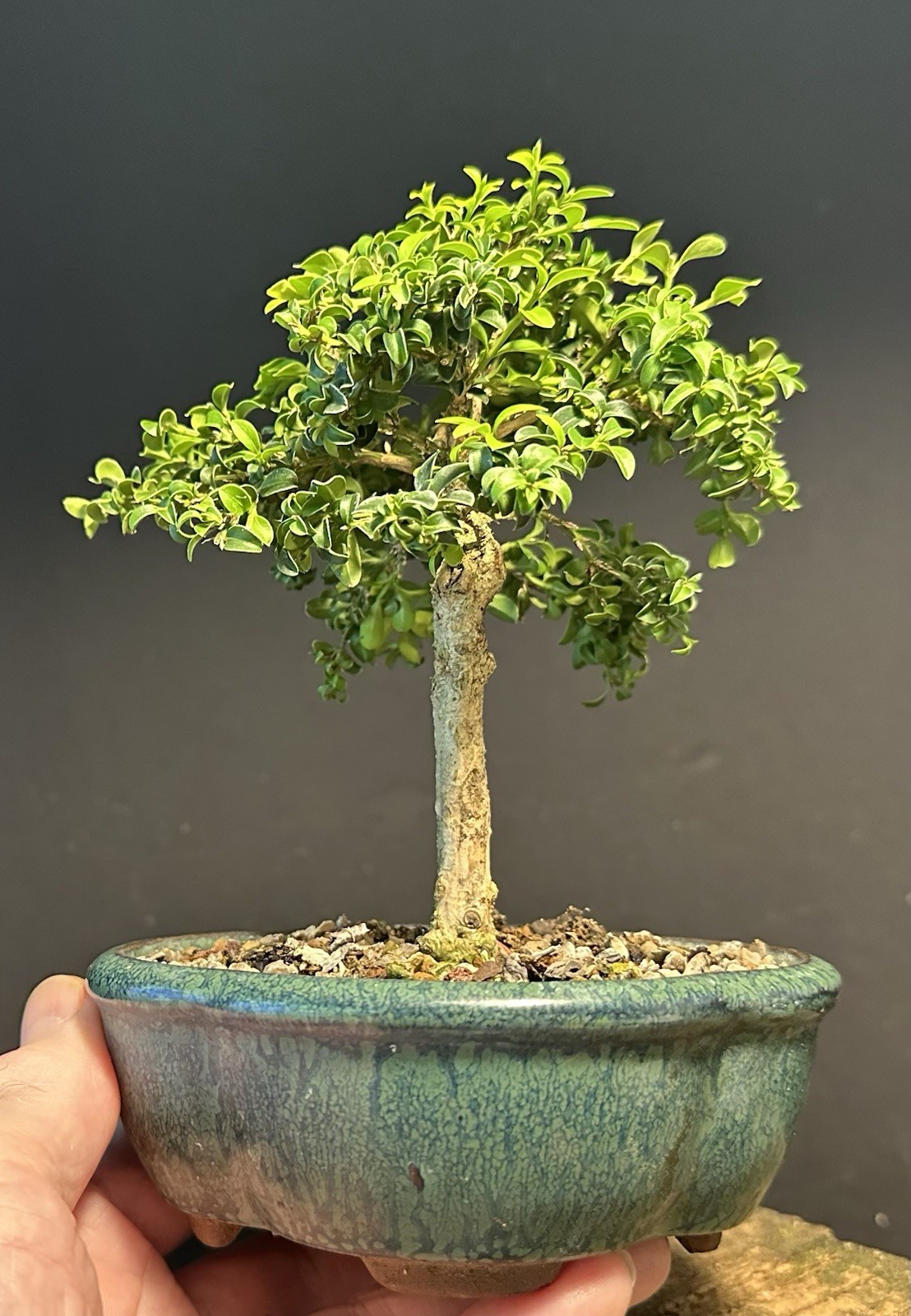 Bonsai Tree Mame Size Kingsville Boxwood 11 Years Old 8” Tall Chinese Pot