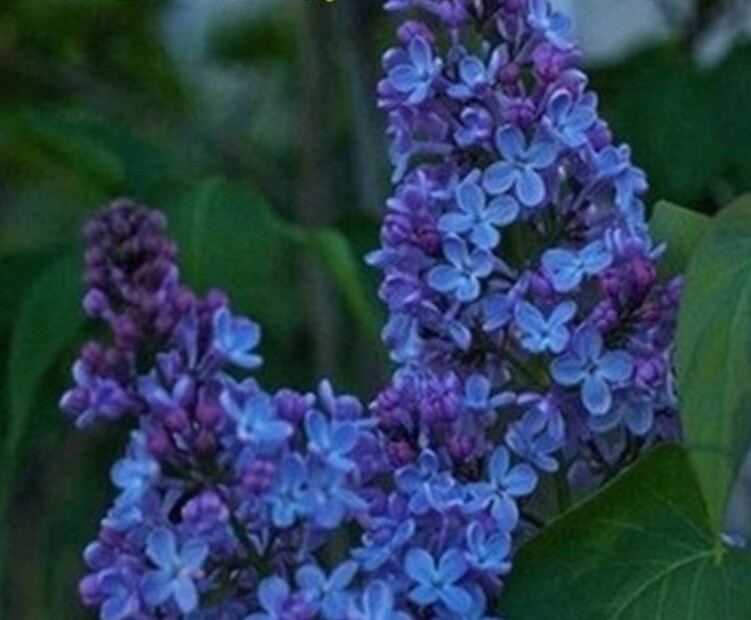 25pc LILAC SEEDS Garden Plant Flower rare bloom exotic USA seller FREE shipping