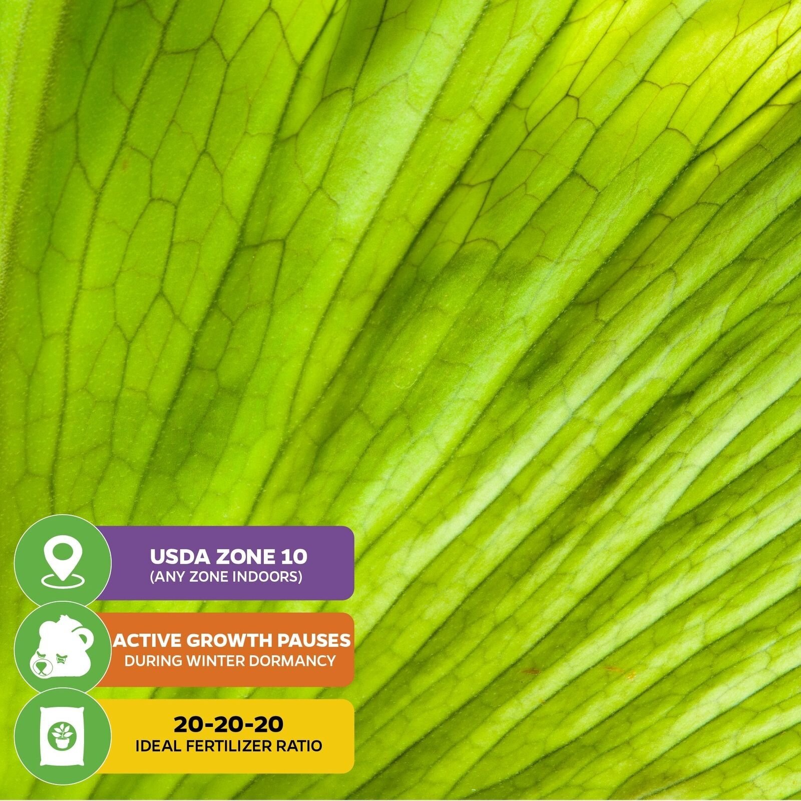 Elephant Staghorn Fern – Platycerium elephantotis – Live Plant