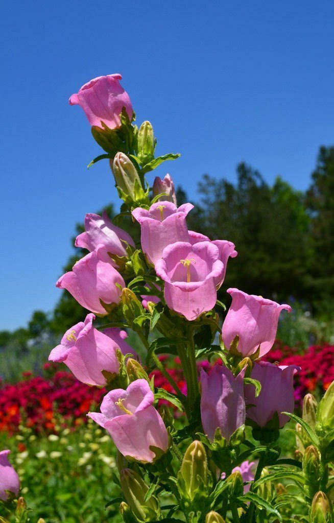 800 seeds Canterbury Bells Pink attracts pollinators +gift