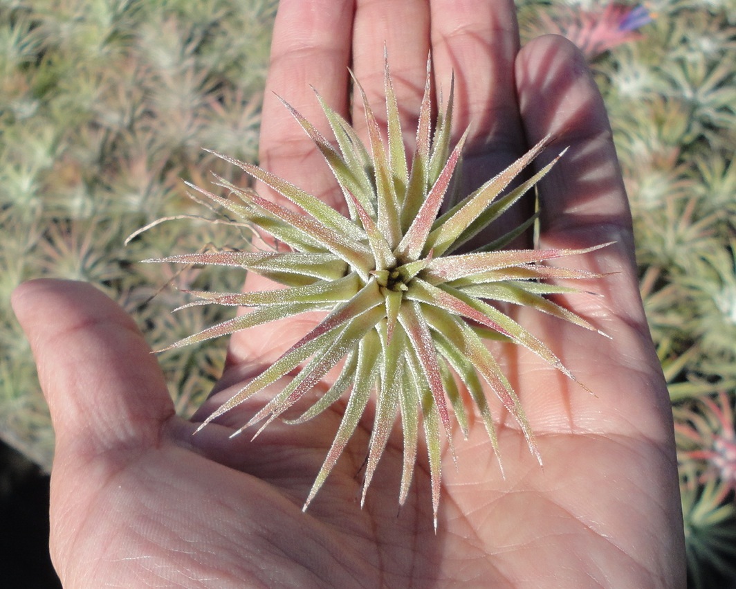 ionantha mexican tillandsia airplant measuring 2 inches tall. air plant oahu