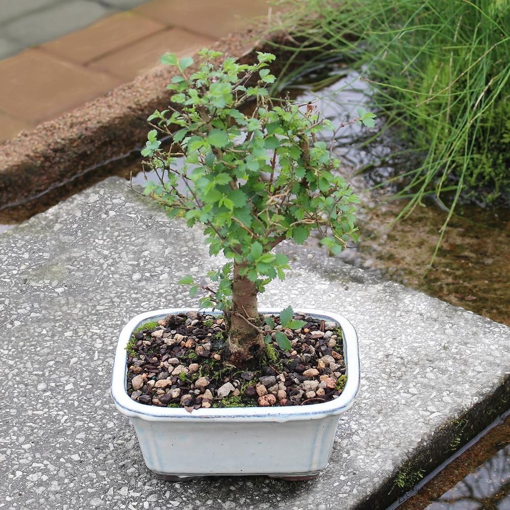 Outdoor-Friendly Chinese Elm Bonsai Tree, 6-8 Inches Tall, Low Maintenance Charm