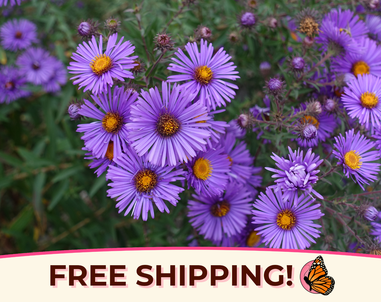 775+ New England Aster Seeds | Native Perennial Wildflower Seed for Gardening