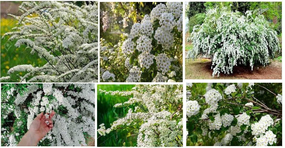 White Spirea Bush Tree 25 Seeds USA Seller