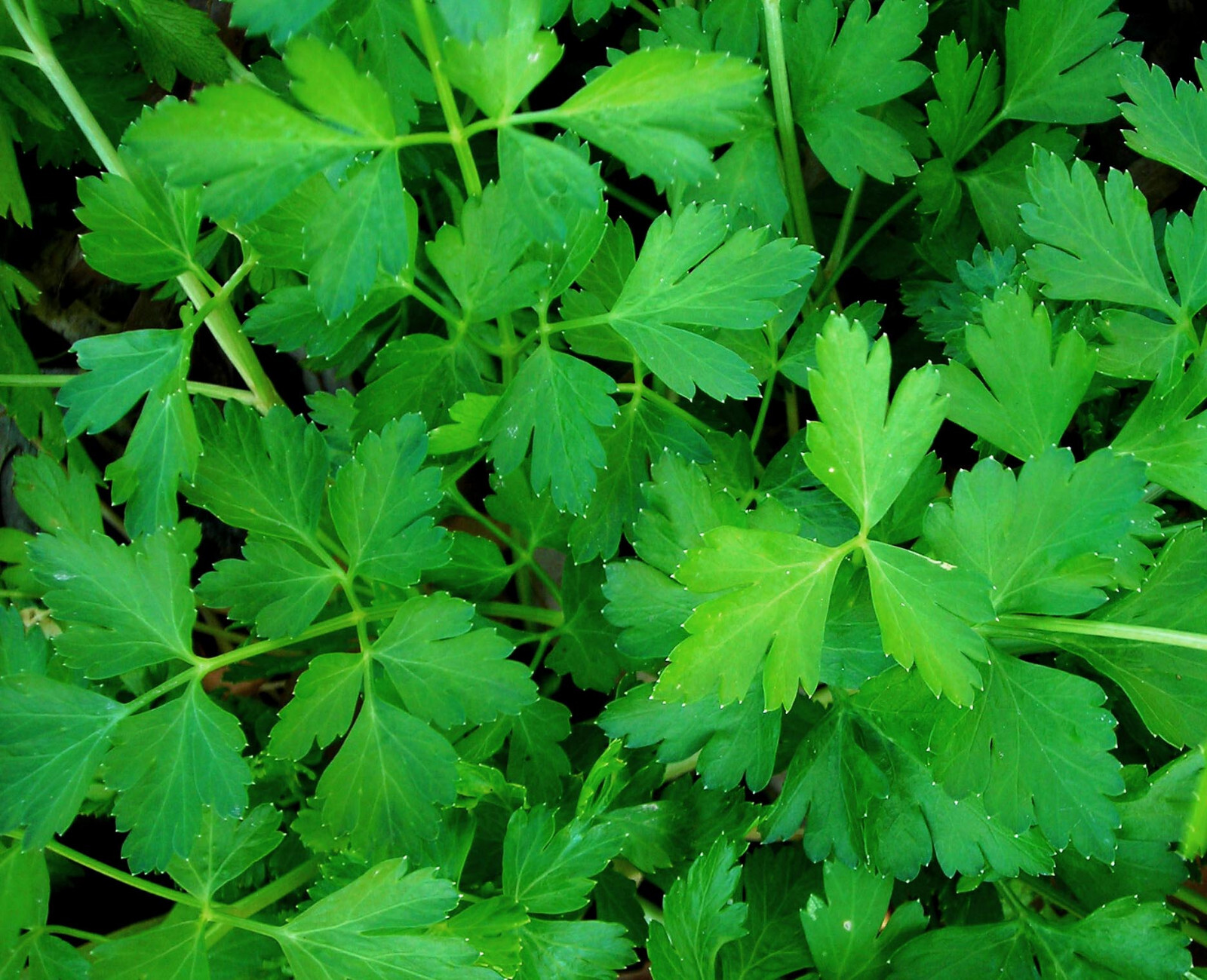 400 ITALIAN PLAIN LEAF PARSLEY – FRESH SEEDS FRESH HARVEST FOR GARDENS
