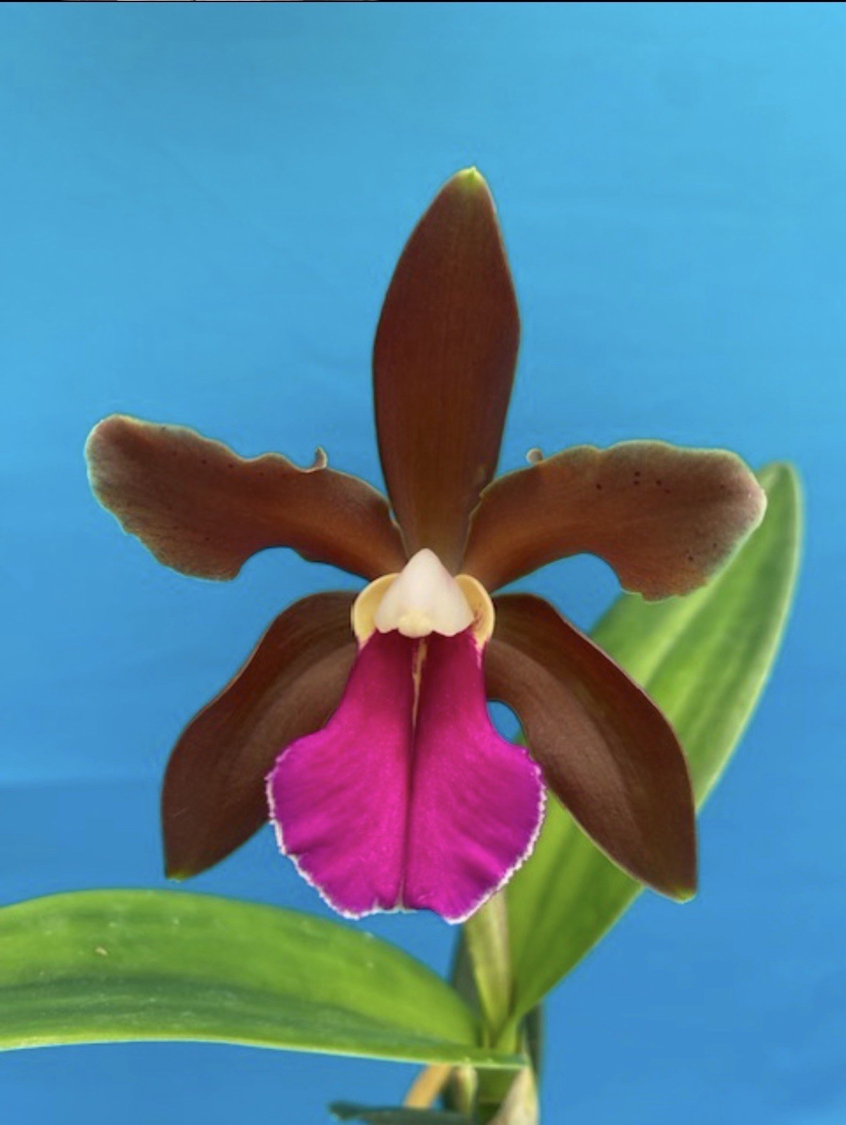 Cattleya bicolor var Grossii 5.5” Fresh Repot Bronze Pink Orchid Species Sheath