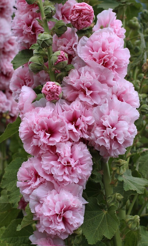 25 Double Pink Hollyhock Seeds Perennial Flower Seed Flowers 854 US SELLER
