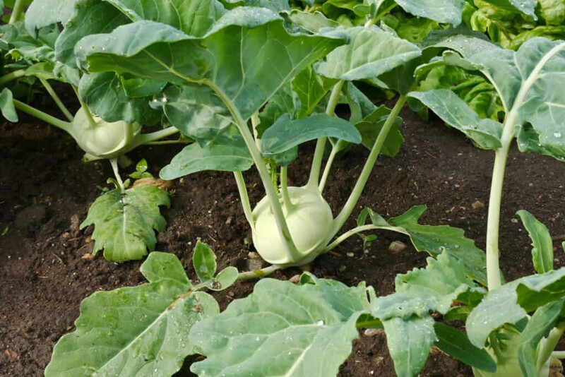 300+ White Viena Kohlrabi Seeds(Brassica oleracea) Garden Vegetable USA