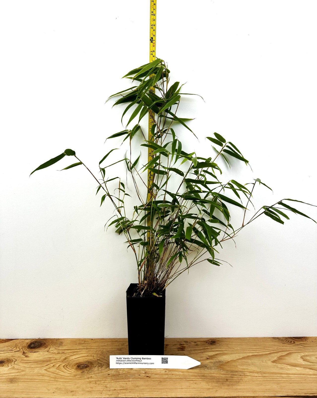 Fargesia dracocephala ‘Rufa’ Clumping Dragon’s Head Bamboo