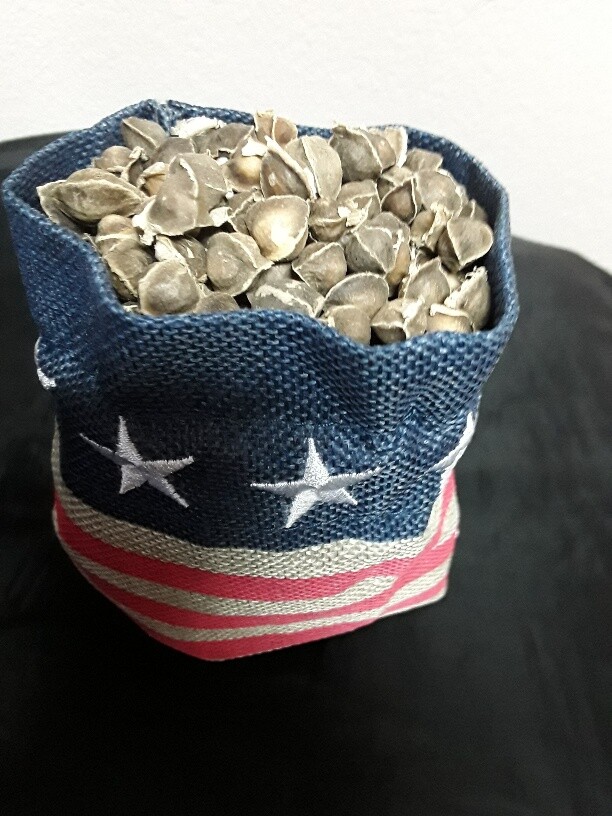 20 Organic Moringa oleifera Seeds NON GMO. For planting.