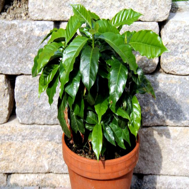 100 Coffea arabica Seeds Tropical EXOTIC Coffee Bean Indoor House Plant Tree