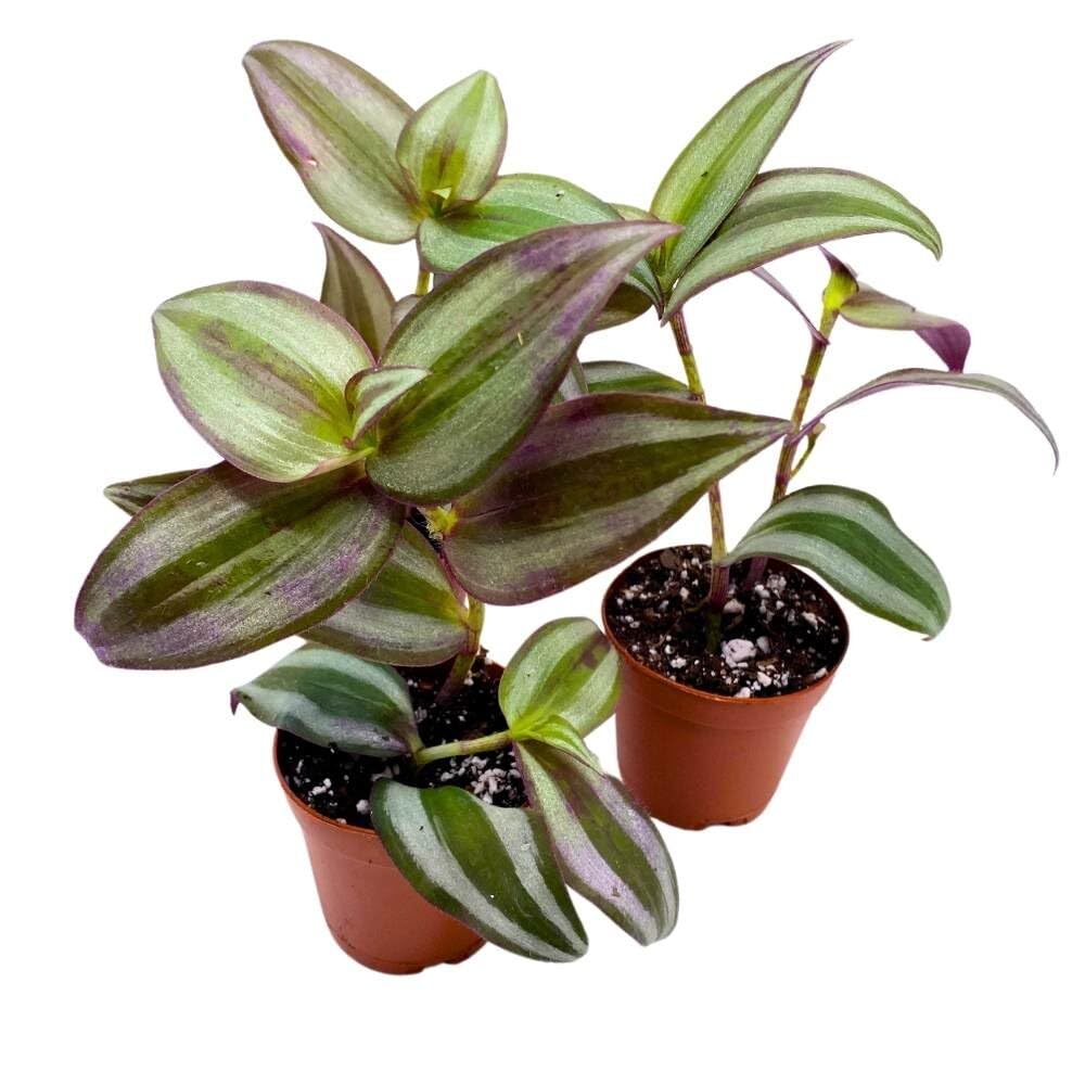 Tradescantia Silver Zebrina 2 inch Set of 3 Grey Wandering Dude pendula Spiderwo