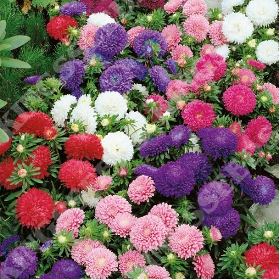 FRESH 50 Aster Seeds (Dwarf) Colorful Flowers Mix (Pack of 50+ Seeds) Zones: 3-9