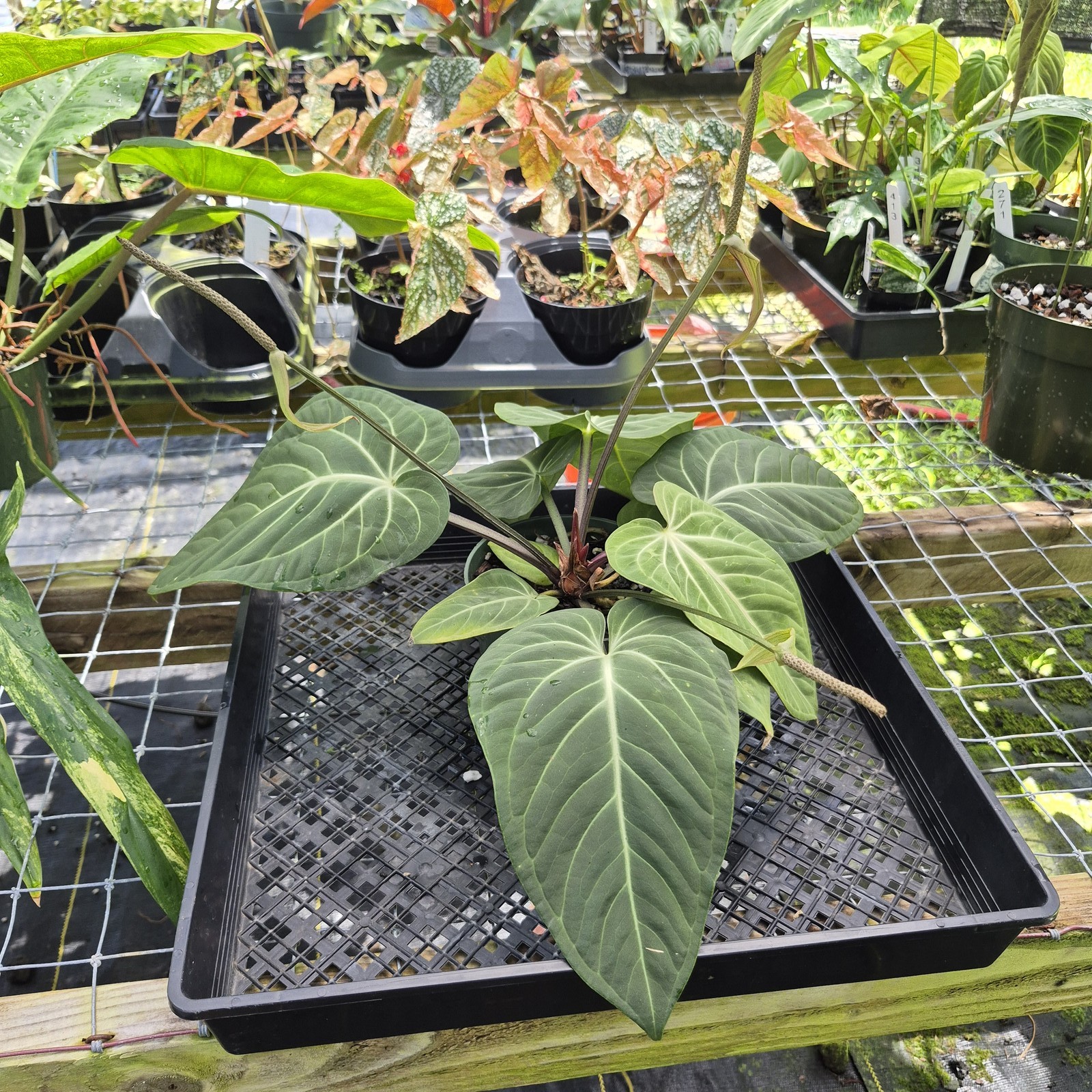 Anthurium Villenaorum, Exact Plant Ships Nationwide