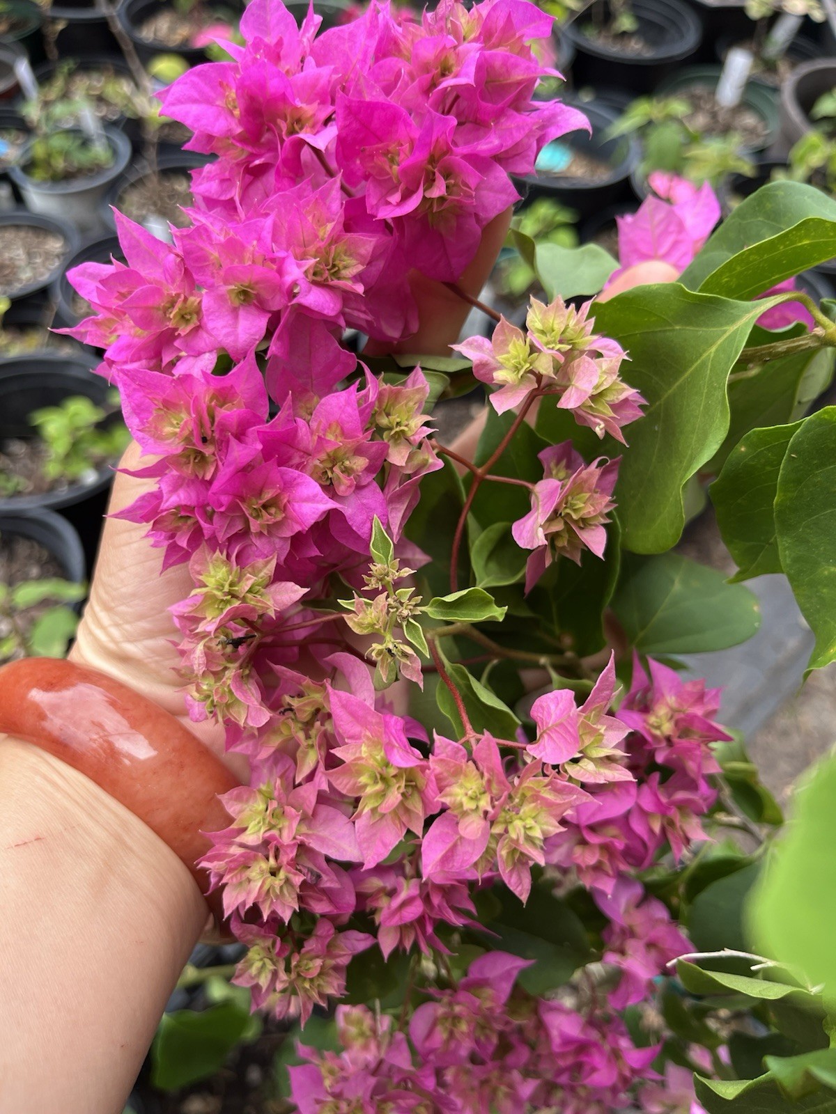 Doubld Petals Pink Bougainvillea 3 Gallon Pot 30 in Tall