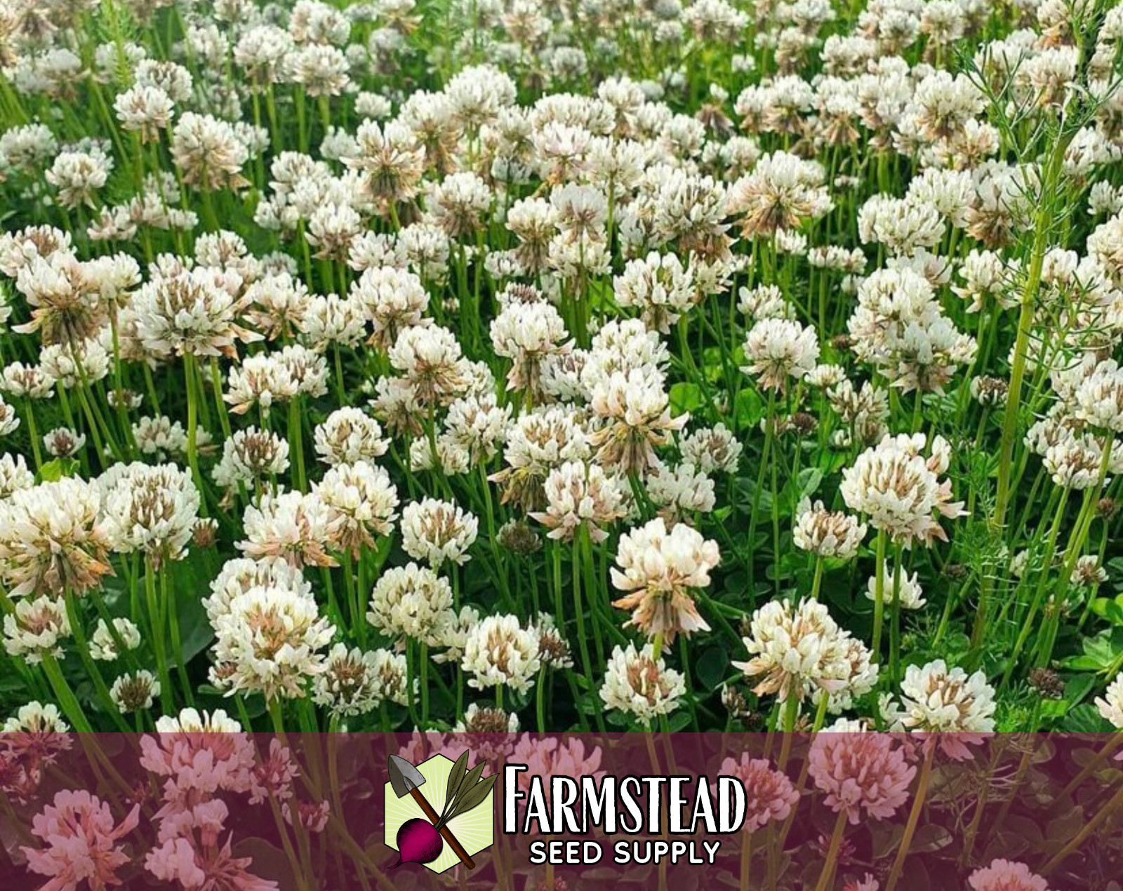 14,100+ New Zealand White Dutch Clover Seeds | Pollinator Flower Gardening