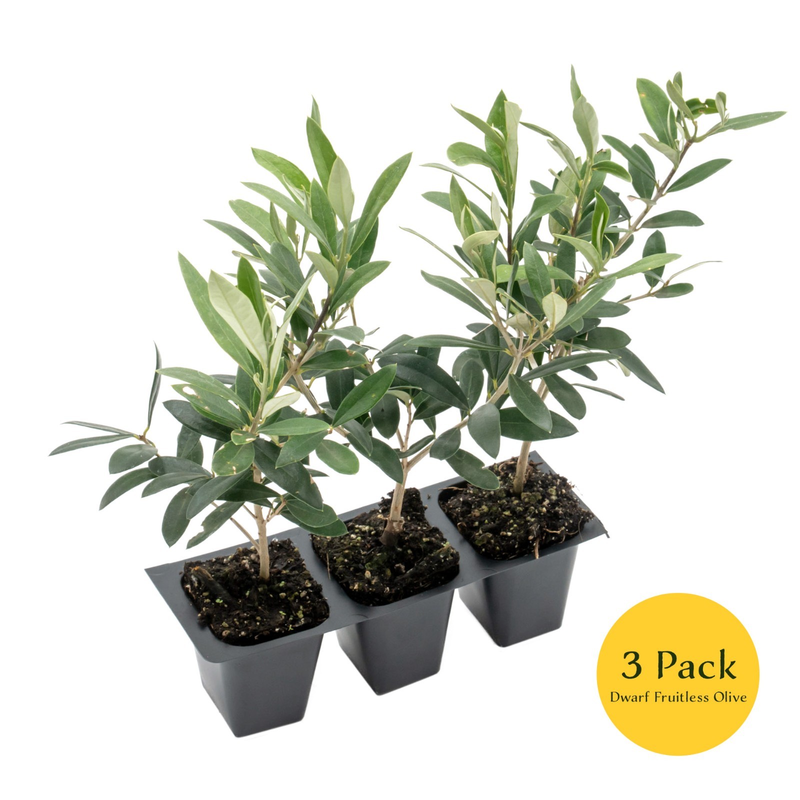 Dwarf Fruitless Olive Tree, 2.5-inch Nursery Cubes, Olea europaea ‘Montra’