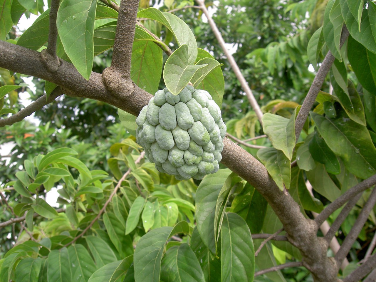 Annona squamosa Sugar Apple 10 seeds