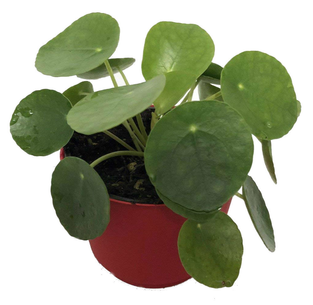 UFO Plant Chinese Money Pass Pilea Peperomioides 4″ Pot Best Gift Houseplant