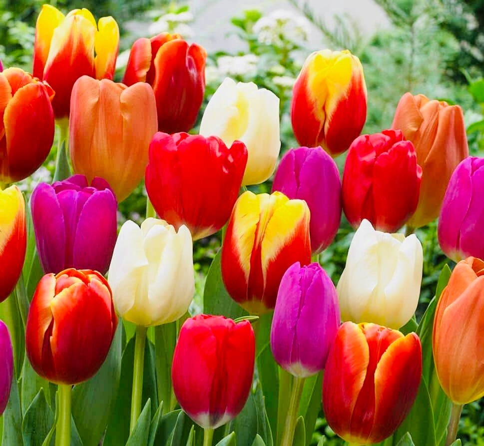 Premium 25 Rainbow Mix Tulip Flower Bulbs, Dutch Grown, Imported from Holland