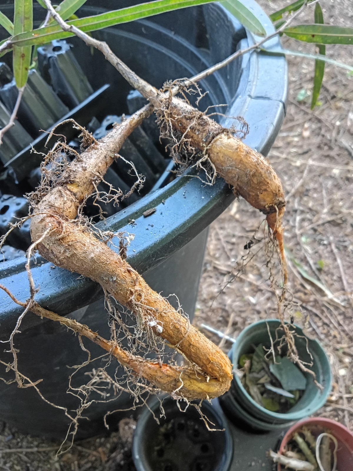 baobab grandidier fully rooted potted plants (15 to 20) inches or more nice