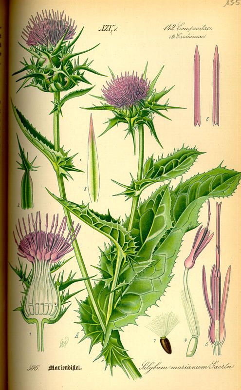 Organic Milk Thistle Seeds USDA Certified Kosher, Choice of 4 Sizes; Starwest