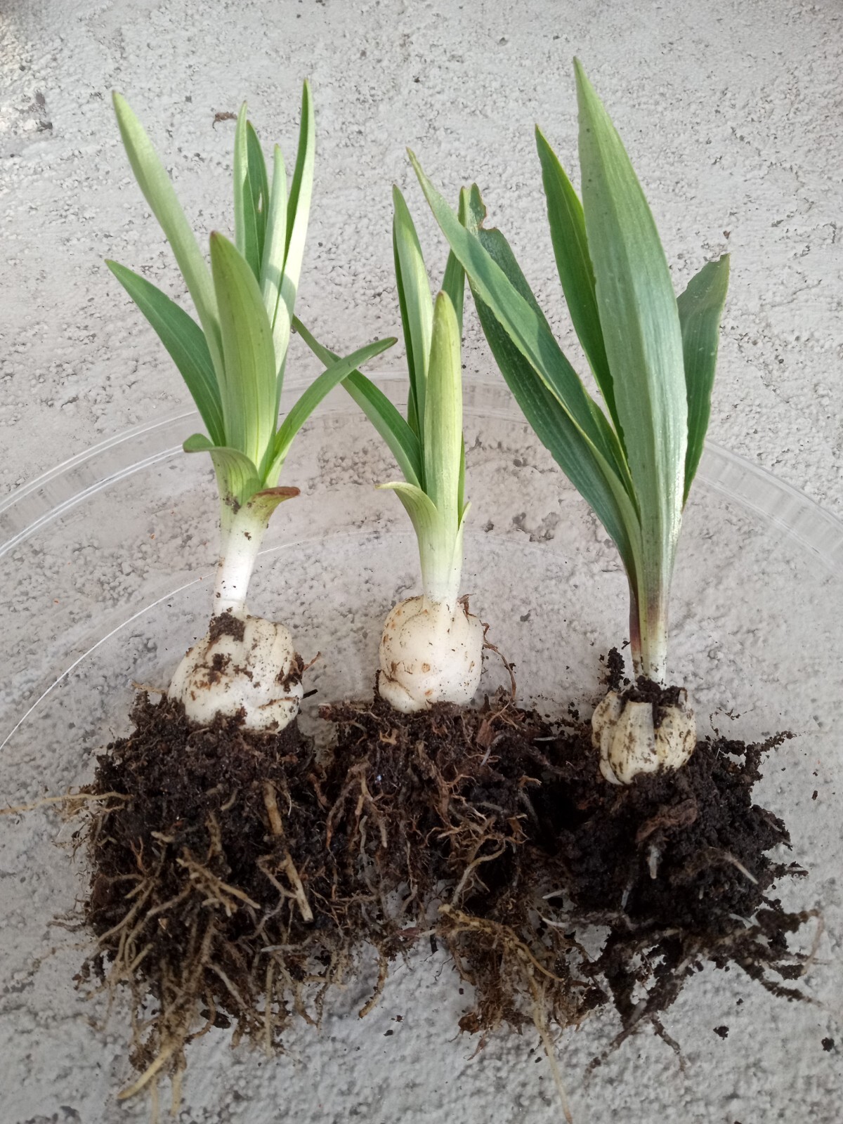 1 Organic Tiger Lily 有机百合 Lilium Lancifolium Edible Perennial Live Rooted Plant