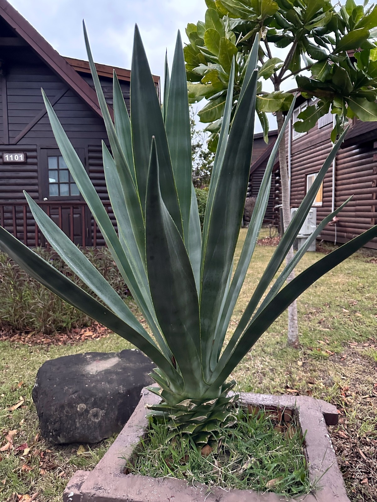 (Agave sisalana) Seeds Rare “Century Plant” Exotic Succulent “Sisal” Cactus Tree