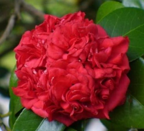 **PROFESSOR SARGENT**Camellia Japonica-Live STARTER Plant–FULL RUBY RED BLOOMS!