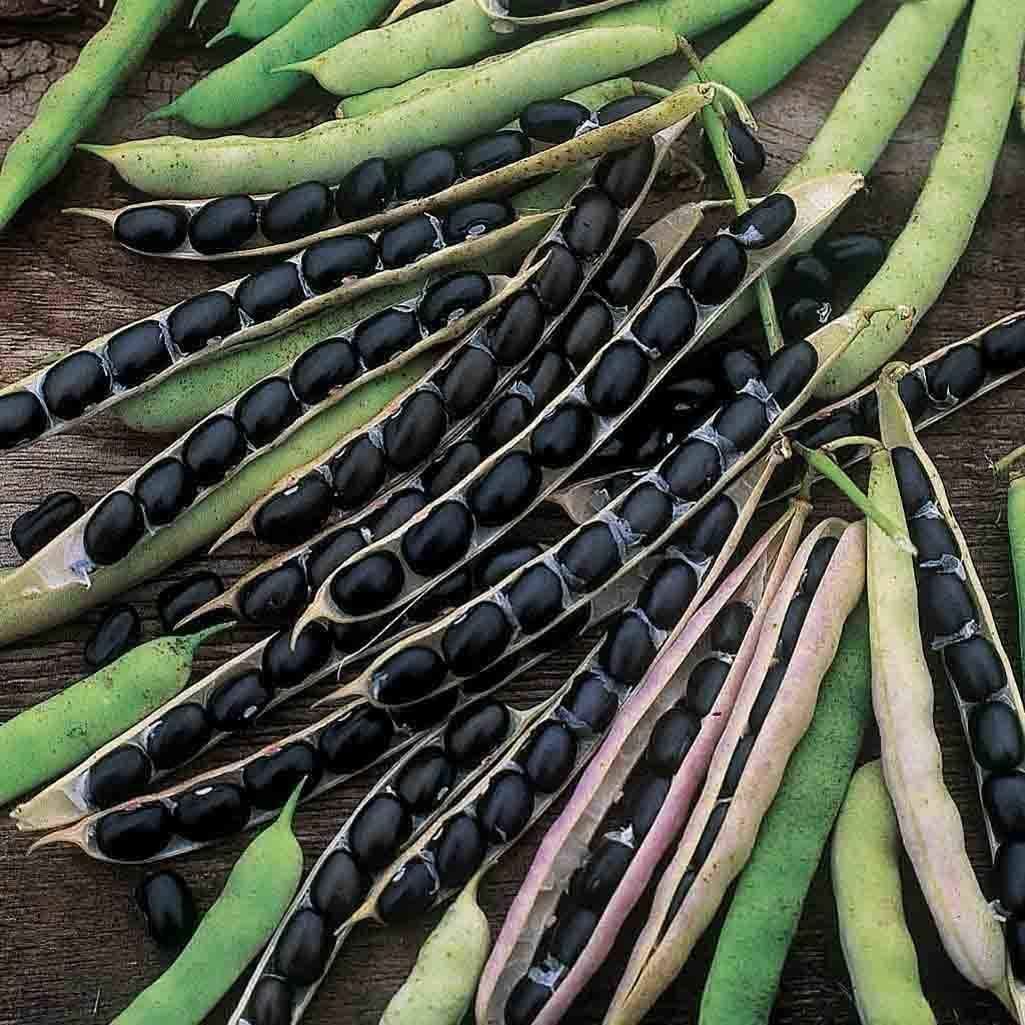 Bean Black Valentine Bush Bean Seeds ,”COOL BEANS n SPROUTS” Brand. Home Garden